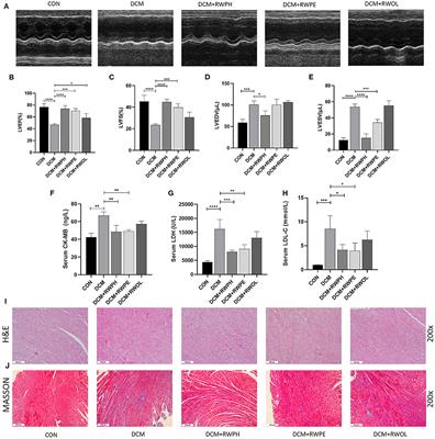 Functional components of Chinese rice wine can ameliorate diabetic cardiomyopathy through the modulation of autophagy, apoptosis, gut microbiota, and metabolites